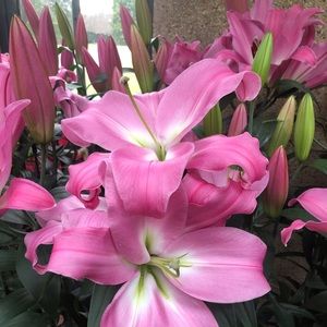 Meet your Posher, Sherry